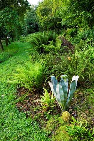 MOORS_MEADOW_GARDEN__NURSERY__HEREFORDSHIRE_THE_FERNERY_WITH_METAL_FERN_SCULPTURE