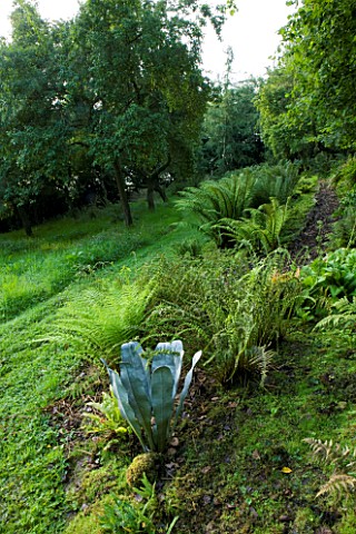 MOORS_MEADOW_GARDEN__NURSERY__HEREFORDSHIRE_THE_FERNERY_WITH_METAL_FERN_SCULPTURE