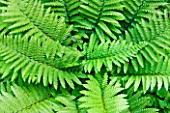 MOORS MEADOW GARDEN & NURSERY  HEREFORDSHIRE: THE FERNERY - CLOSE UP OF FERN