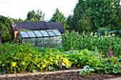 MOORS MEADOW GARDEN & NURSERY  HEREFORDSHIRE: THE VEGETABLE GARDEN/ POTAGER WITH SWEET CORN AND HOUSE BEHIND