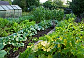 MOORS MEADOW GARDEN & NURSERY  HEREFORDSHIRE: THE VEGETABLE GARDEN/ POTAGER WITH SWEET CORN