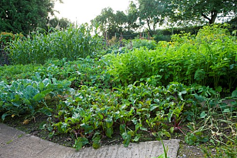 MOORS_MEADOW_GARDEN__NURSERY__HEREFORDSHIRE_THE_VEGETABLE_GARDEN_POTAGER_WITH_BEETROOT_IN_THE_FOREGR