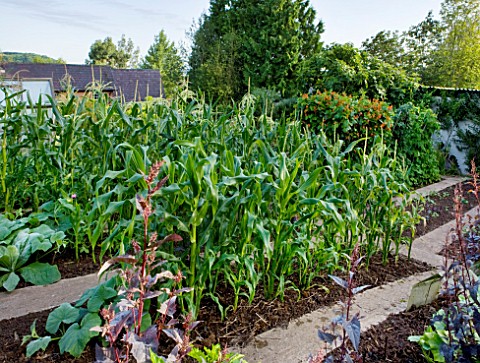 MOORS_MEADOW_GARDEN__NURSERY__HEREFORDSHIRE_THE_VEGETABLE_GARDEN_POTAGER_WITH_SWEETCORN