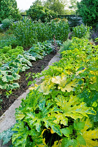 MOORS_MEADOW_GARDEN__NURSERY__HEREFORDSHIRE_THE_VEGETABLE_GARDEN_POTAGER_WITH_COURGETTES_IN_THE_FORE
