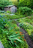 MOORS MEADOW GARDEN & NURSERY  HEREFORDSHIRE: PATH LEADING TO WOODEN SHED WITH CROCOSMIAS AND AGAPANTHUS
