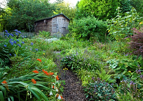 MOORS_MEADOW_GARDEN__NURSERY__HEREFORDSHIRE_PATH_LEADING_TO_WOODEN_SHED_WITH_CROCOSMIAS_AND_AGAPANTH