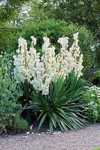 MEADOW_FARM__WORCESTERSHIRE_WHITE_FLOWERS_OF_YUCCA_GLORIOSA