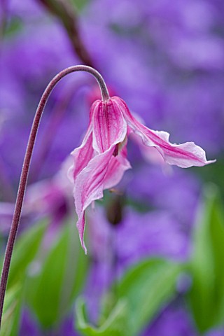 MEADOW_FARM__WORCESTERSHIRE_DELICATE_SINGLE_FLOWER_OF_CLEMATIS_INTEGRIFOLIA_ROSEA