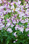 MEADOW FARM  WORCESTERSHIRE: LILAC FLOWERS OF PENSTEMON ALICE HINDLEY