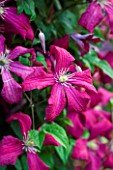 MEADOW FARM  WORCESTERSHIRE:  CLOSE UP OF CERISE PINK FLOWERS OF CLEMATIS ABUNDANCE