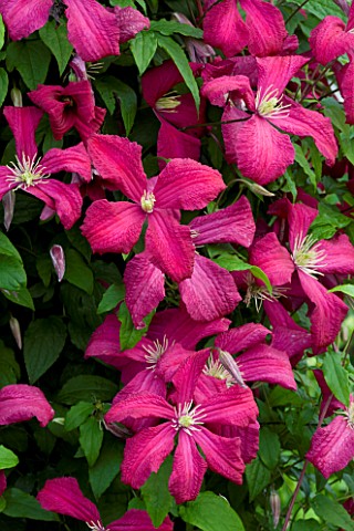 MEADOW_FARM__WORCESTERSHIRE_CLOSE_UP_OF_CERISE_PINK_FLOWERS_OF_CLEMATIS_ABUNDANCE