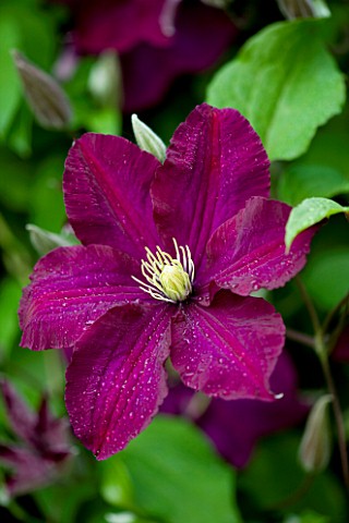 MEADOW_FARM__WORCESTERSHIRE_CLOSE_OF_OF_MAUVE_FLOWER_OF_CLEMATIS_WARSZAWSKA_NIKE