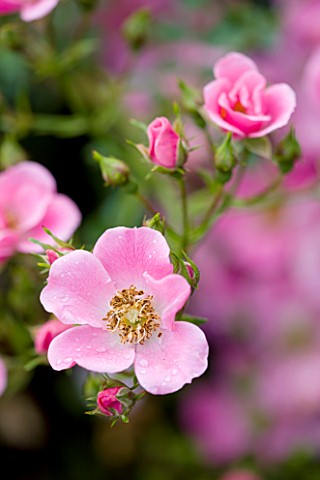 MEADOW_FARM__WORCESTERSHIRE_CLOSE_UP_OF_PINK_ROSA_CENTRE_STAGE