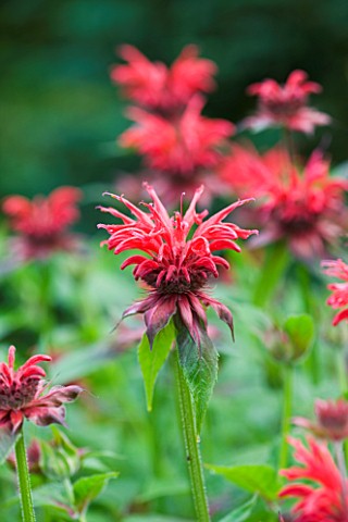 MEADOW_FARM__WORCESTERSHIRE_CLOSE_UP_OF_RED_FLOWER_OF_MONARDA_GARDENVIEW_SCARLET