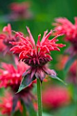 MEADOW FARM  WORCESTERSHIRE: CLOSE UP OF RED FLOWER OF MONARDA GARDENVIEW SCARLET