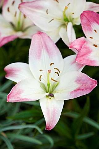 MEADOW_FARM__WORCESTERSHIRE_CLOSE_UP_OF_PINK_AND_WHITE_FLOWERS_OF_LILIUM_LOPPYPOP