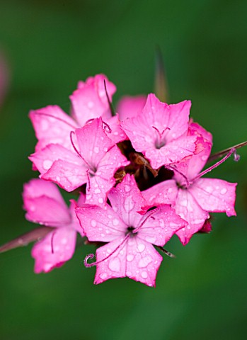 MEADOW_FARM__WORCESTERSHIRE_CLOSE_UP_OF_PINK_FLOWERS_OF_DIANTHUS_CARTHUSIONORUM