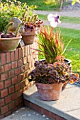 MEADOW FARM  WORCESTERSHIRE: GROUPED TERRACOTTA CONTAINERS ON WALL WITH SUCCULENTS AND ON STEP WITH PELARGONIUM HORTUM AND UNCINIA RUBRA.