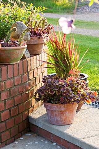 MEADOW_FARM__WORCESTERSHIRE_GROUPED_TERRACOTTA_CONTAINERS_ON_WALL_WITH_SUCCULENTS_AND_ON_STEP_WITH_P