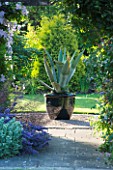 MEADOW FARM  WORCESTERSHIRE: AGAVE AMERICANA IN BLACK CONTAINER