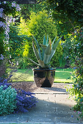 MEADOW_FARM__WORCESTERSHIRE_AGAVE_AMERICANA_IN_BLACK_CONTAINER