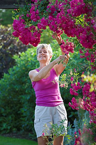 MEADOW_FARM__WORCESTERSHIRE_DIANE_COLE_DEADHEADING_ROSES_IN_THE_GARDEN