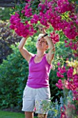 MEADOW FARM  WORCESTERSHIRE: DIANE COLE DEADHEADING ROSES IN THE GARDEN