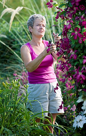 MEADOW_FARM__WORCESTERSHIRE_DIANE_COLE_DEADHEADING_CLEMATIS_IN_THE_GARDEN