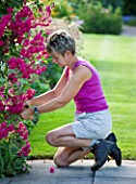 MEADOW FARM  WORCESTERSHIRE: DIANE COLE DEADHEADING ROSES IN THE GARDEN