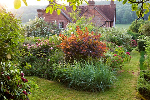 HOOK_END_FARM__BERKSHIRE_VIEW_OF_THE_BACK_OF_THE_HOUSE_WITH_COTINUS_COGGYGRIA_GRACE_IN_THE_FOREGROUN