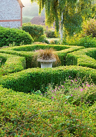 HOOK_END_FARM__BERKSHIRE_BOX_PARTERRE_WITH_HOUSE_IN_BACKGROUND