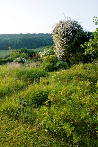 HOOK_END_FARM__BERKSHIRE_THE_MEADOW_WITH_ROSA_PAULS_HIMALAYAN_MUSK_ROSE_CLIMBING_UP_A_TREE