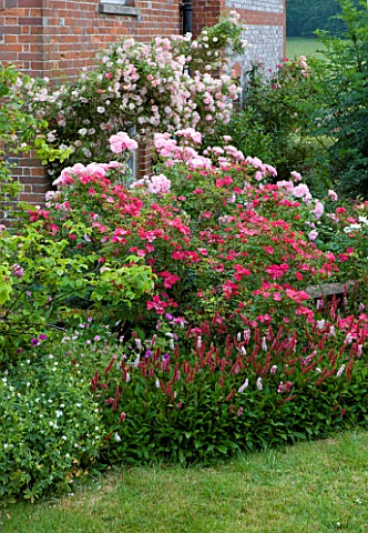 HOOK_END_FARM__BERKSHIRE_BORDER_BY_THE_HOUSE_WITH_LAWN__ROSA_BONICA__ROSA_HERTFORDSHIRE__POLYGONUM_A