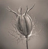 BLACK AND WHITE TONED IMAGE OF THE SEED HEAD OF NIGELLA DAMASCENA - LOVE-IN-A-MIST