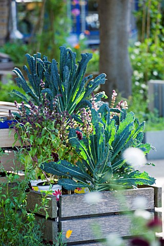 THE_RIVER_CAFE_RESTAURANT__LONDON_GARDEN__RAISED_BED_PLANTED_WITH_CAVALO_NERO
