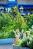 THE RIVER CAFE RESTAURANT  LONDON: GARDEN - RAISED BEDS WITH WICKER WIGWAM AND RESTAURANT BEHIND