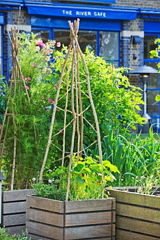 THE_RIVER_CAFE_RESTAURANT__LONDON_GARDEN__RAISED_BEDS_WITH_WICKER_WIGWAM_AND_RESTAURANT_BEHIND