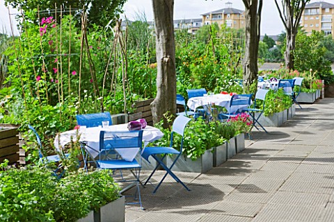 THE_RIVER_CAFE_RESTAURANT__LONDON_GARDEN__BLUE_TABLES_AND_CHAIRS_IN_BETWEEN_RAISED_BEDS_IN_THE_VEGET