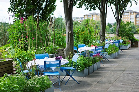 THE_RIVER_CAFE_RESTAURANT__LONDON_GARDEN__BLUE_TABLES_AND_CHAIRS_IN_BETWEEN_RAISED_BEDS_IN_THE_VEGET