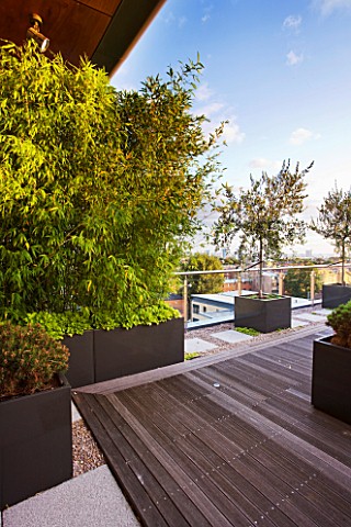 DESIGNER_CHARLOTTE_ROWE__LONDON_ROOF_GARDEN__WOODEN_DECKING_WITH_RAISED_BED_PLANTED_WITH_BAMBOO__PHY