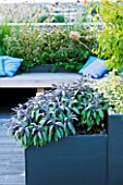 DESIGNER: CHARLOTTE ROWE  LONDON: ROOF GARDEN - A PLACE TO SIT - DECKED SEATING AREA WITH BLUE CUSHIONS AND HERBS - SAGE  VERBENA BONARIENSIS  ALLIUMS, PLANTER, CONTAINER, DECK, DECKING, DECKS
