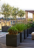 DESIGNER: CHARLOTTE ROWE  LONDON: ROOF GARDEN - DECKED WALKWAY PAST WOODEN PERGOLA AND CONTAINERS PLANTED WITH PENNISETUM HAMELYN  PINUS MUGO AND OLIVE TREES, MODERN, TOWN, CITY, FORMAL
