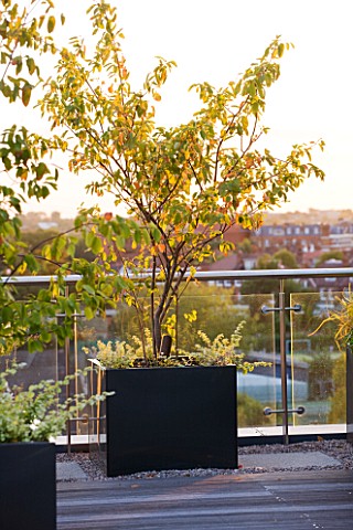 DESIGNER_CHARLOTTE_ROWE__LONDON_ROOF_GARDEN__DECKING_WITH_CONTAINER_PLANTED_WITH_AMELANCHIER_DECKS_D
