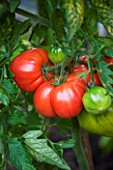 CLOSE UP OF LARGE BEEFSTEAK TOMATO ON VINE AT THE RIVER CAFE GARDEN  LONDON