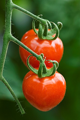 CLOSE_UP_OF_RED_TOMATO_BERRY_EDIBLE