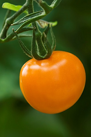 CLOSE_UP_OF_YELLOW_TOMATO_GOLDEN_CHERRY_EDIBLE