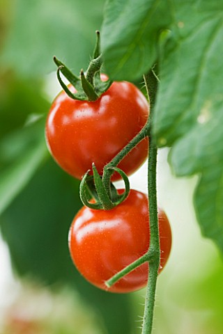CLOSE_UP_OF_RED_TOMATOES_FAVORITA