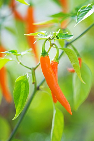 CLOSE_UP_OF_CHILLI_TOPAZ_HOT_F1_EDIBLE__VEGETABLE