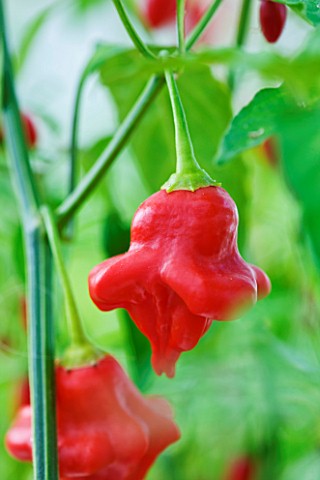 CLOSE_UP_OF_CHILLI_BEAUTIFUL_BECKY_EDIBLE__VEGETABLE