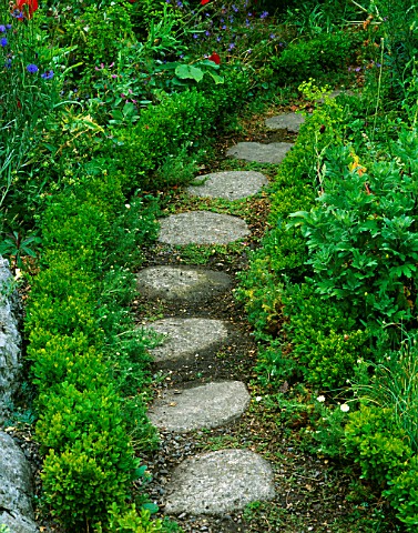 BOX_HEDGING_ALONGSIDE_STEPPING_STONE_PATH_THE_CROSSING_HOUSE___SHEPRETH__HERTFORDSHIRE